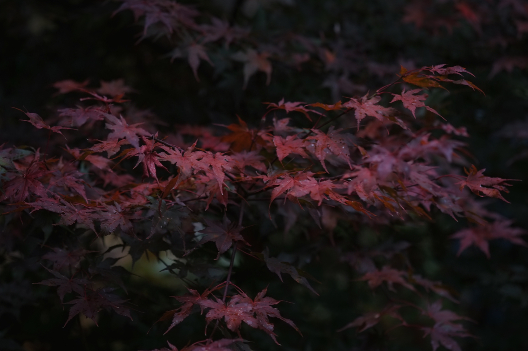 f:id:elmikamino:20161022142017j:image:w500