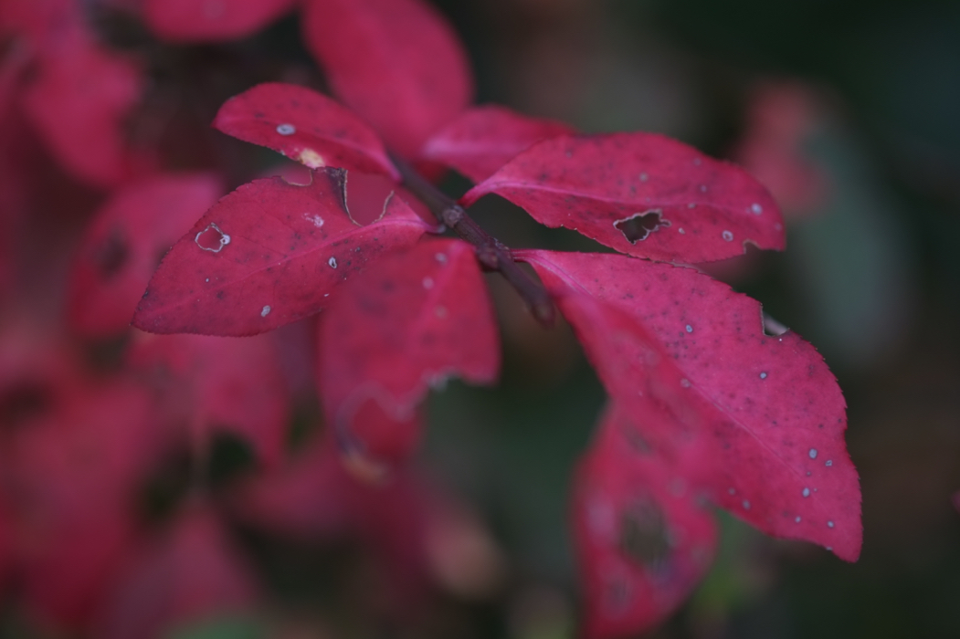 f:id:elmikamino:20161023132248j:image:w500
