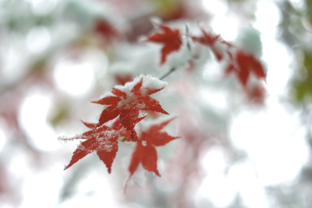 f:id:elmikamino:20161105100858j:image:w500