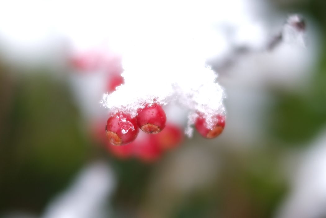 f:id:elmikamino:20161105113609j:image:w500