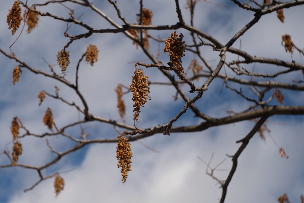 f:id:elmikamino:20161112111740j:image:w500