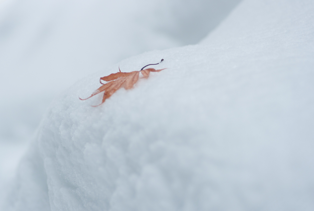 f:id:elmikamino:20170215103633j:image:w500