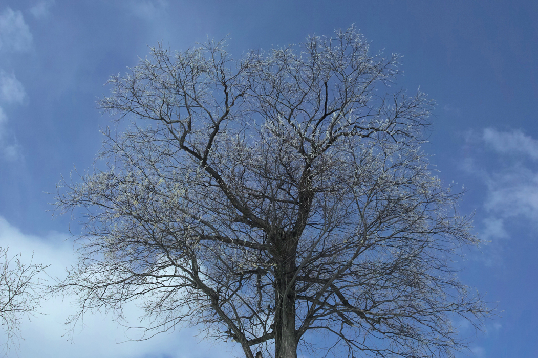 f:id:elmikamino:20170326115837j:image:w500