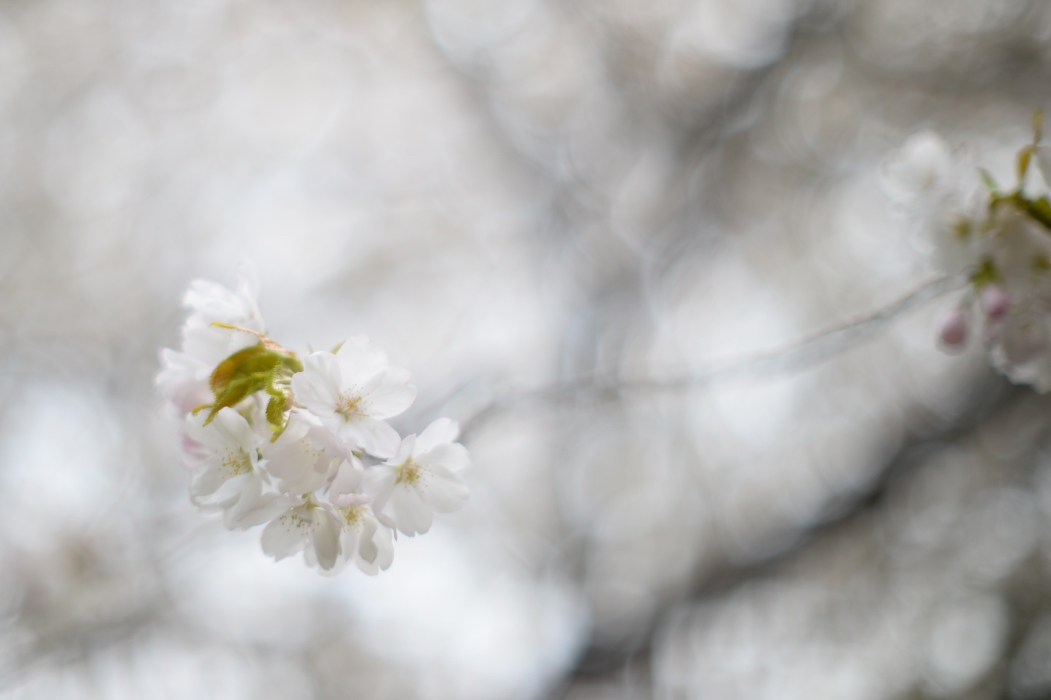 f:id:elmikamino:20170513111330j:image:w500