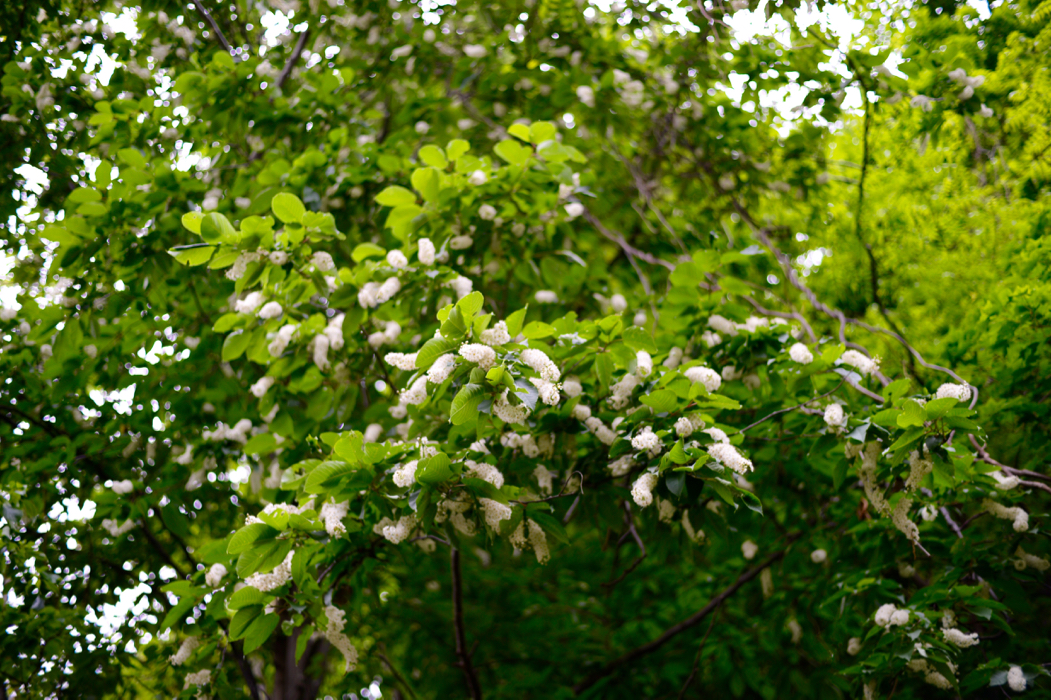 f:id:elmikamino:20170602143512j:image:w500