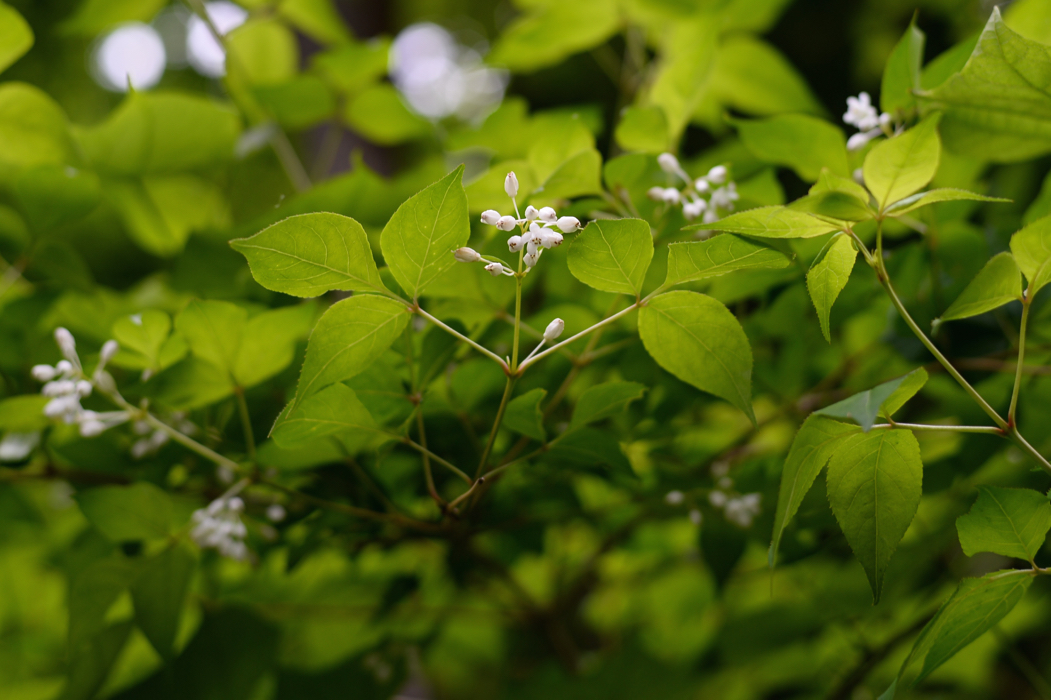 f:id:elmikamino:20170602143622j:image:w500