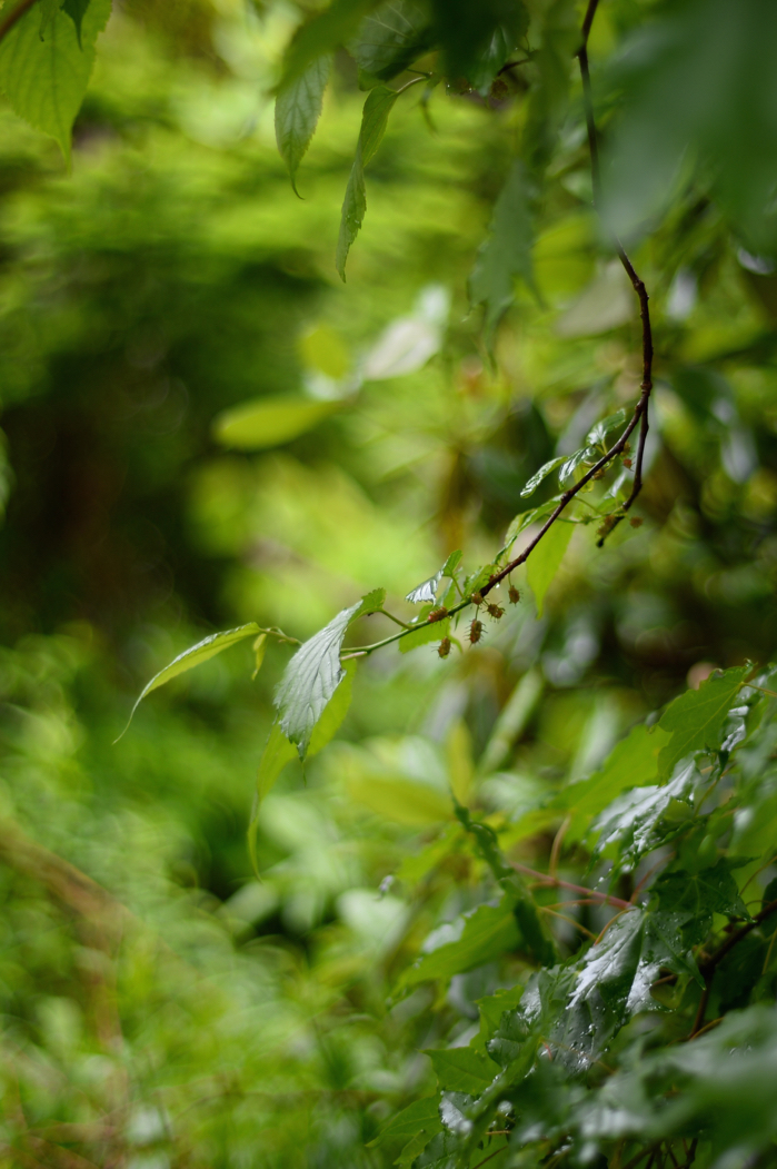 f:id:elmikamino:20170610124526j:image:h500