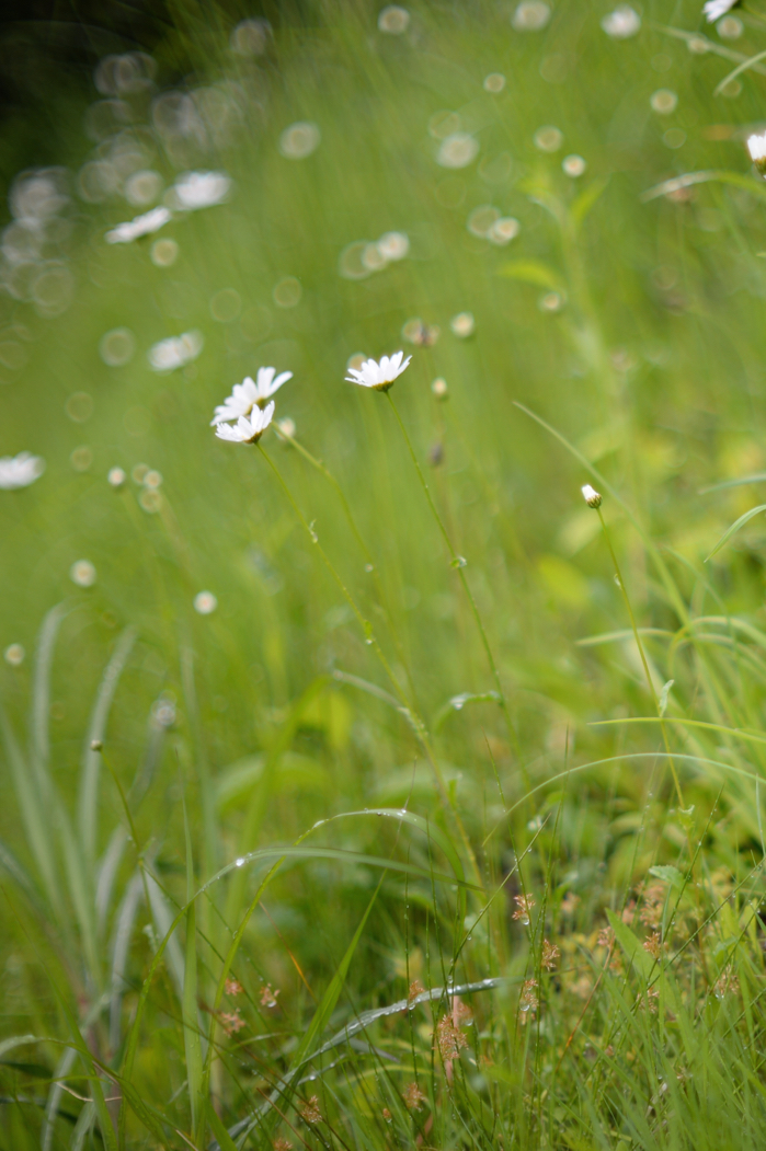 f:id:elmikamino:20170611113841j:image:h500