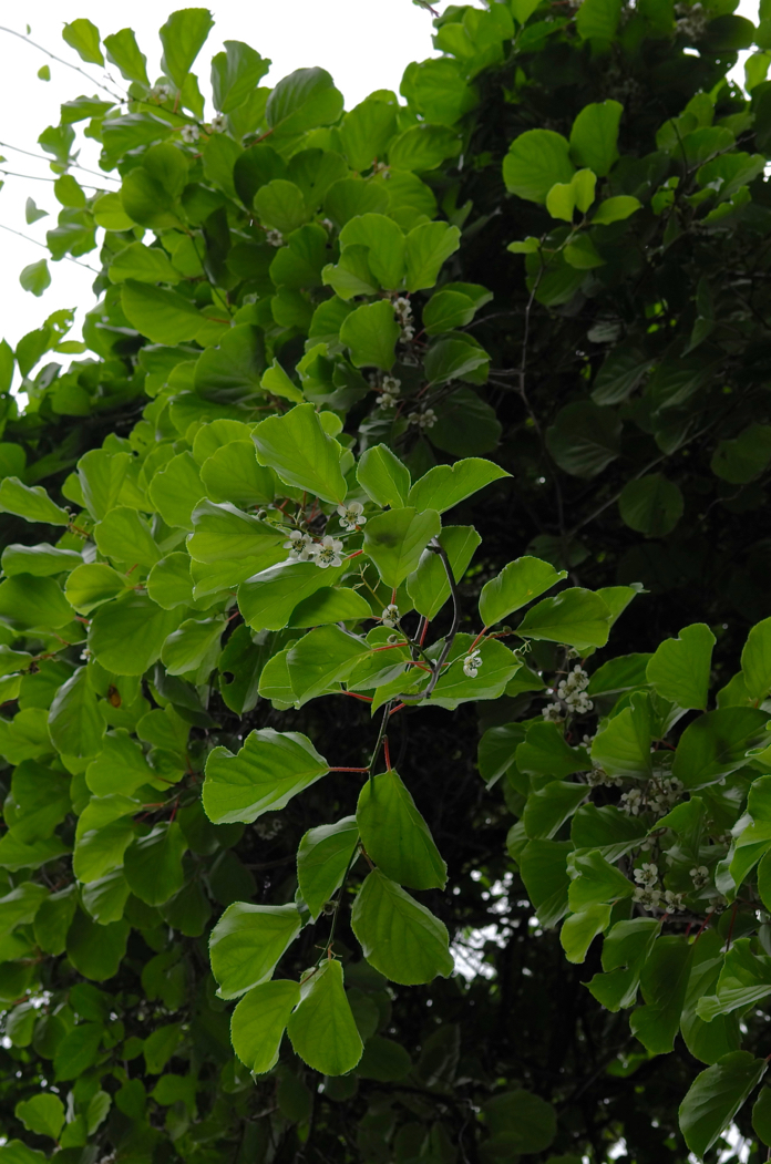 f:id:elmikamino:20170624105706j:image:h500