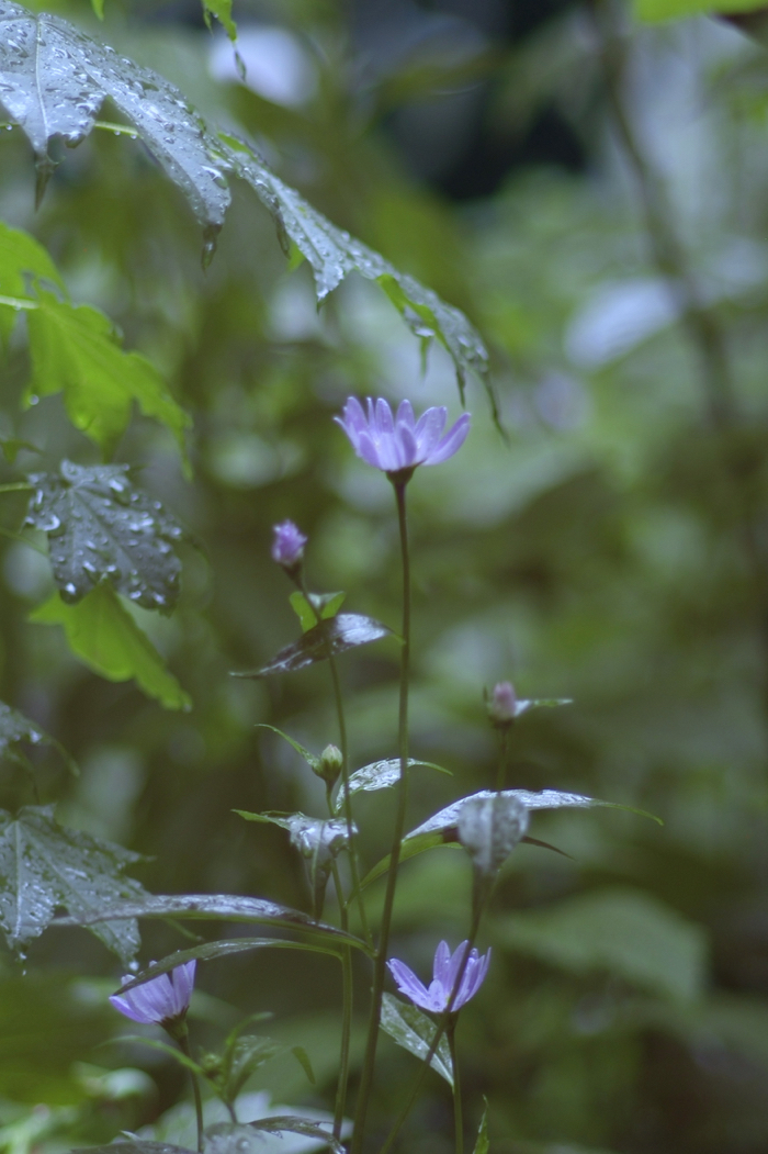 f:id:elmikamino:20170625125910j:image:h500