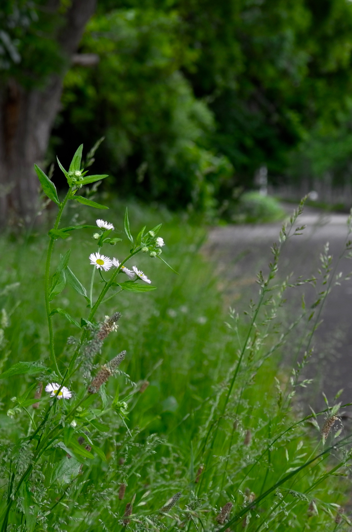 f:id:elmikamino:20170626114320j:image:h500