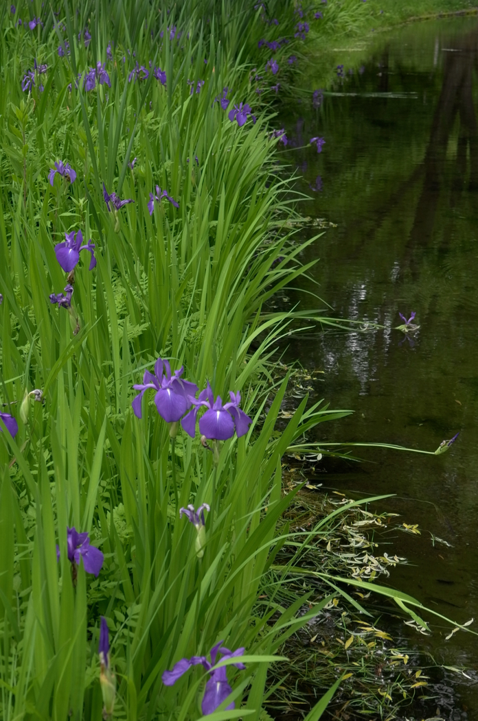 f:id:elmikamino:20170626115715j:image:h500