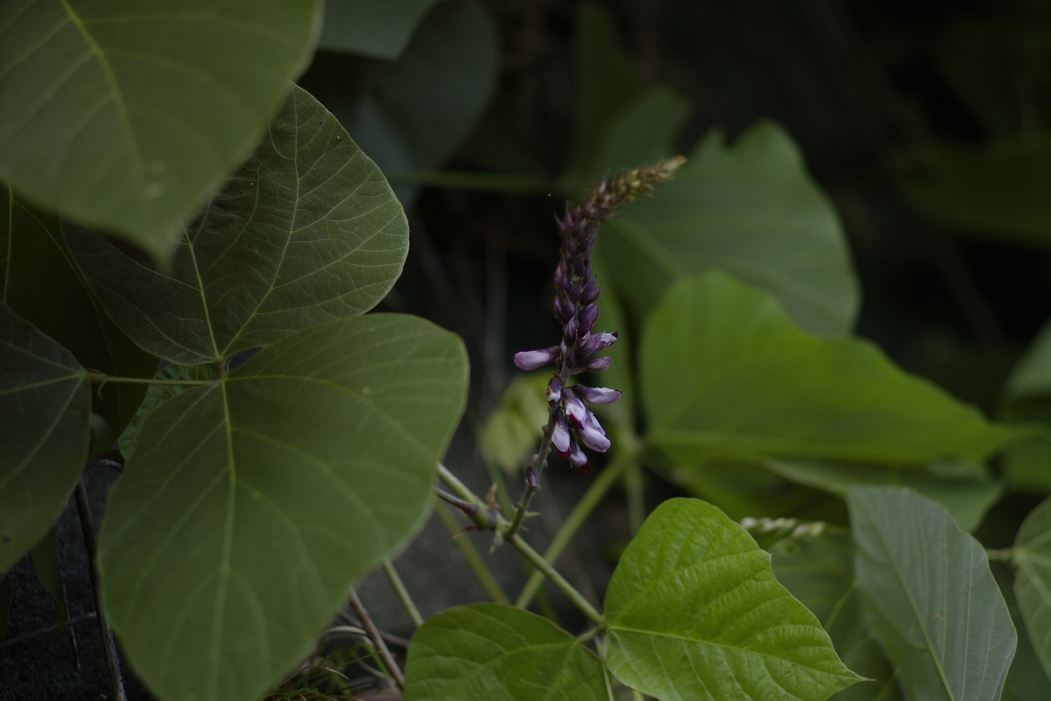 f:id:elmikamino:20170805094601j:image:w500