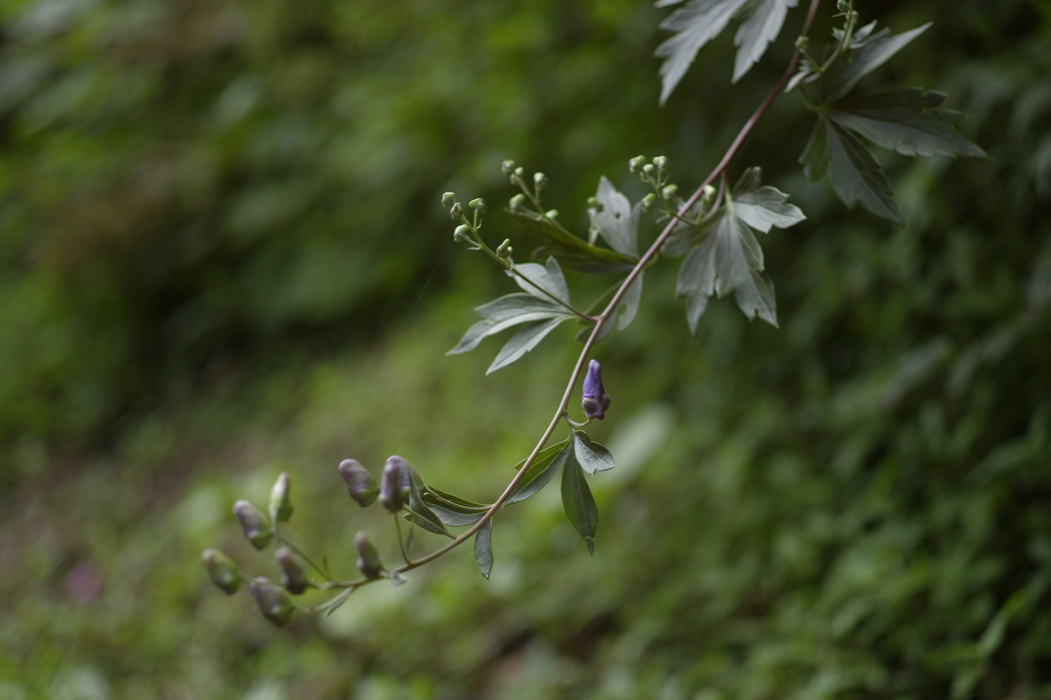 f:id:elmikamino:20170805094711j:image:w500