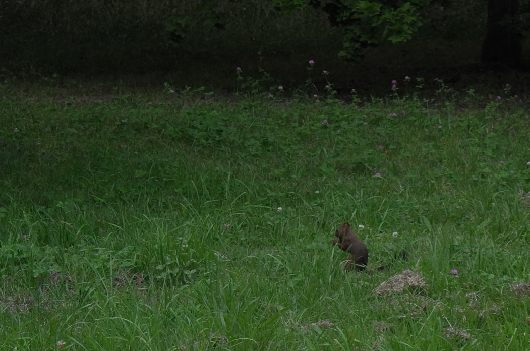 f:id:elmikamino:20170820165325j:image:w500