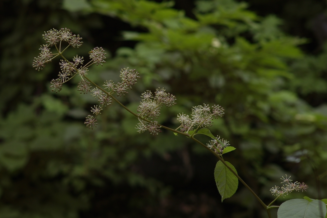 f:id:elmikamino:20170823104509j:image:w500