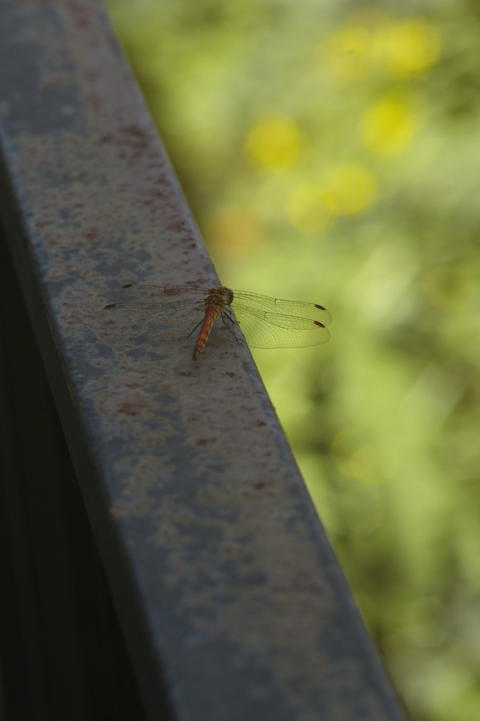 f:id:elmikamino:20170823121741j:image:h500