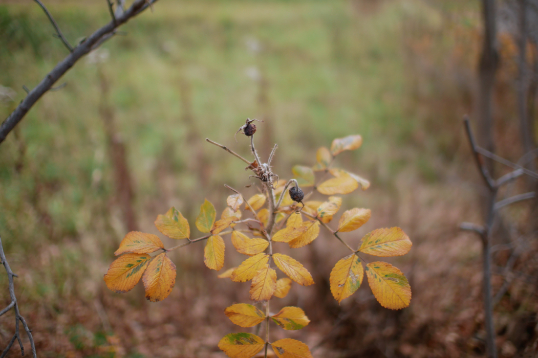 f:id:elmikamino:20171106115912j:image:w500