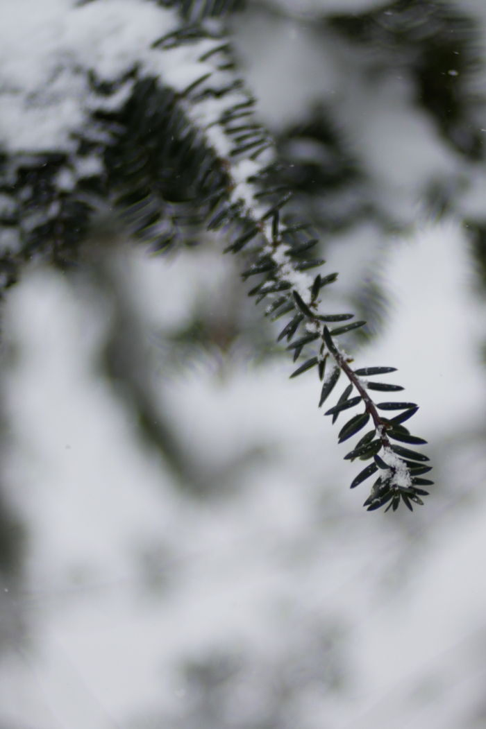 f:id:elmikamino:20171226110056j:image:h500