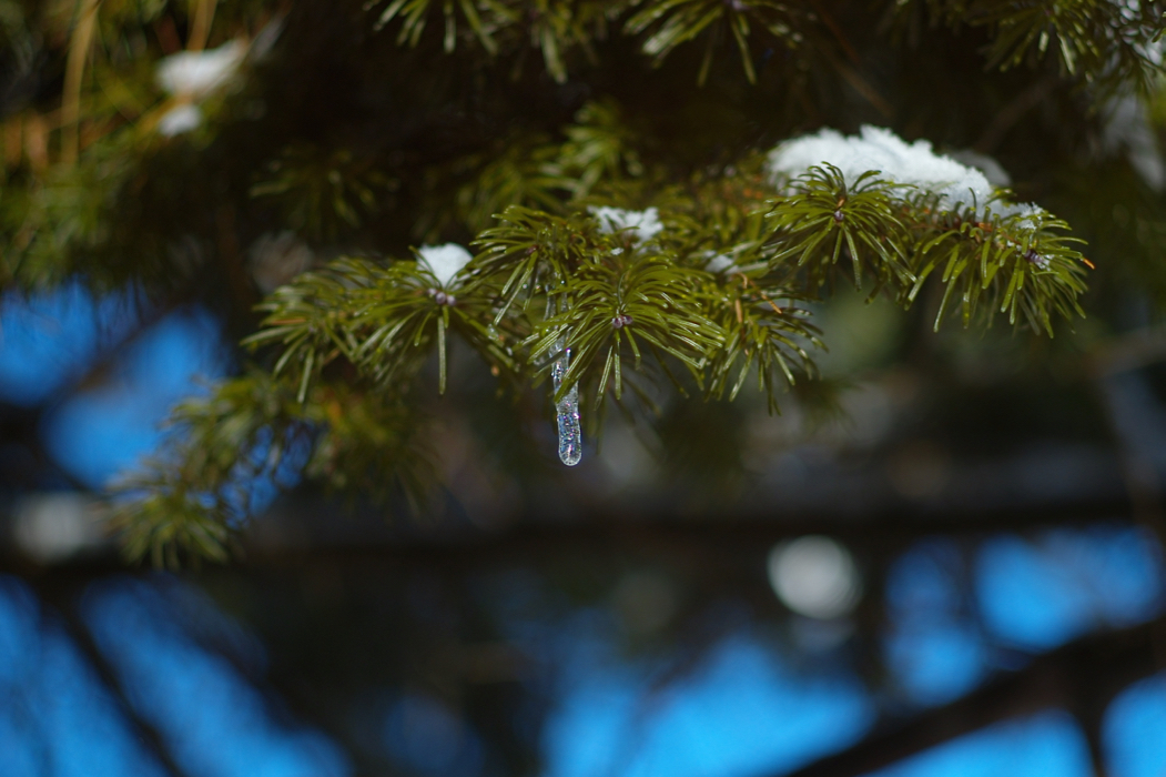 f:id:elmikamino:20180124095816j:image:w500