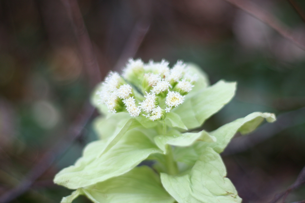 f:id:elmikamino:20180420094816j:image:w500