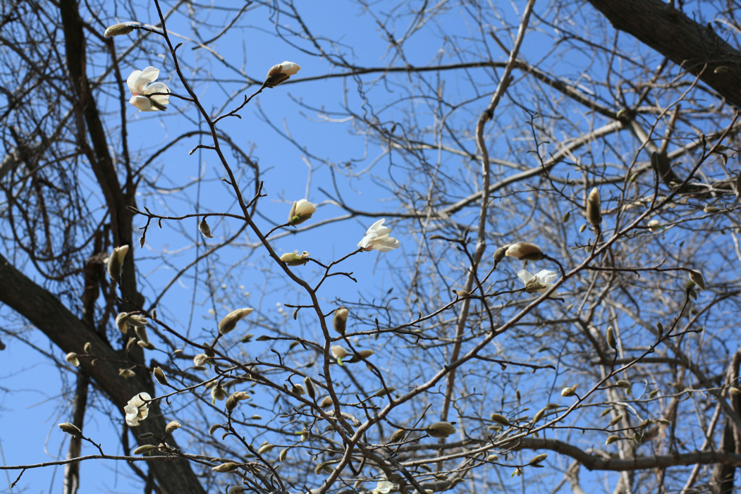 f:id:elmikamino:20180421125552j:image:w500