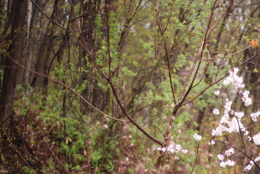 f:id:elmikamino:20180503101555j:image:w500