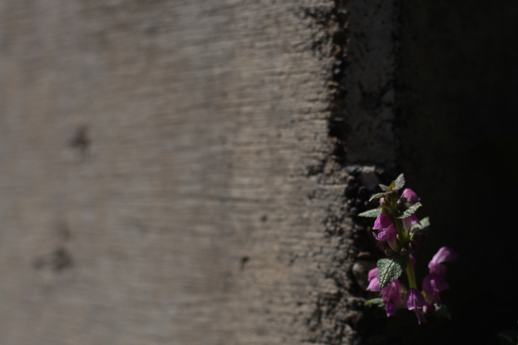 f:id:elmikamino:20180507104522j:image:w500