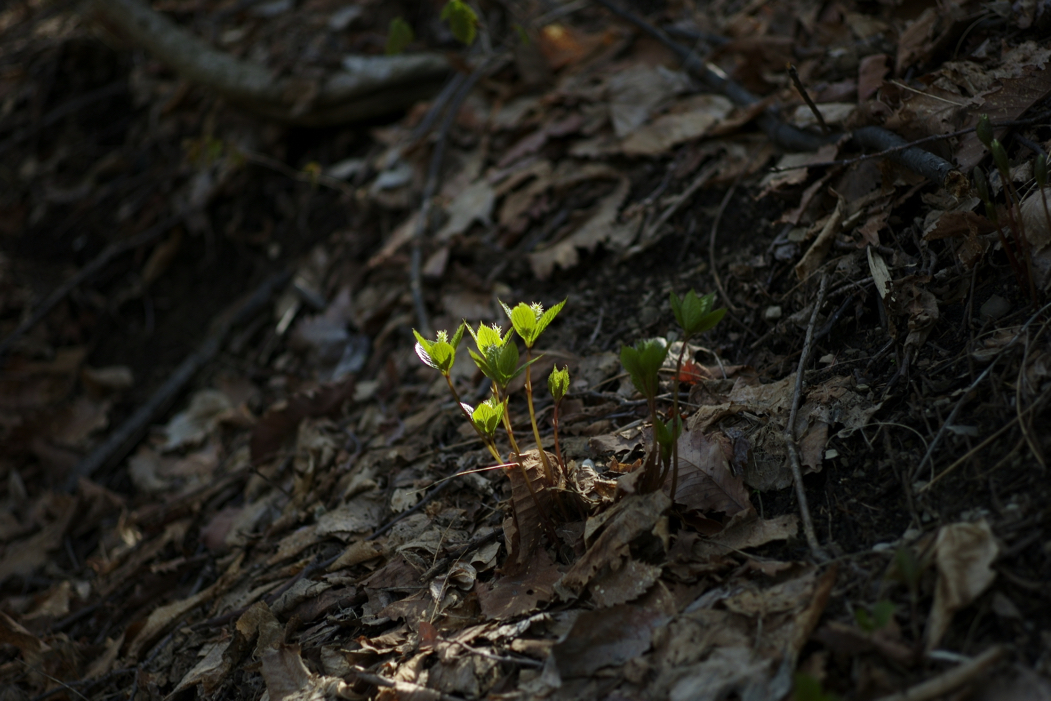 f:id:elmikamino:20180507131446j:image:w500