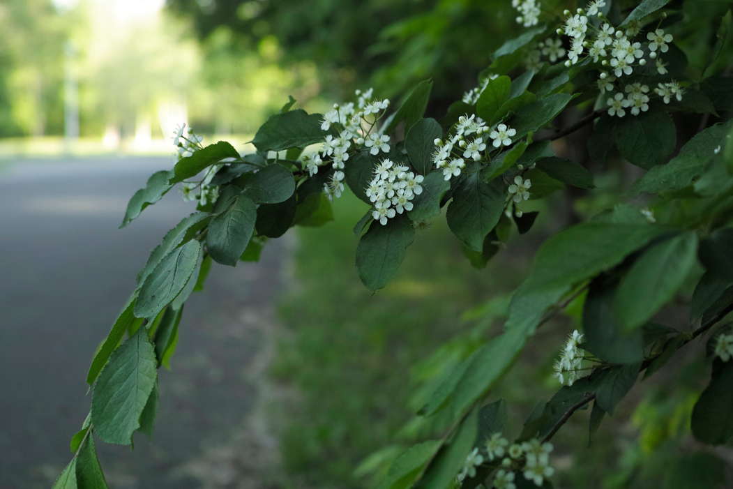 f:id:elmikamino:20180604171459j:image:w500