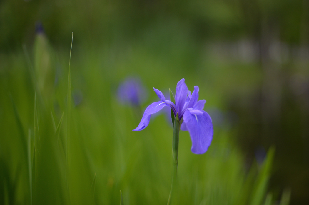 f:id:elmikamino:20180611111848j:image:w500