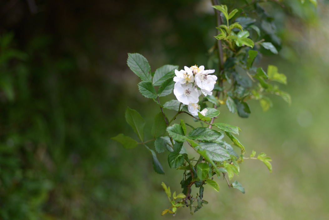 f:id:elmikamino:20180630094855j:image:w500