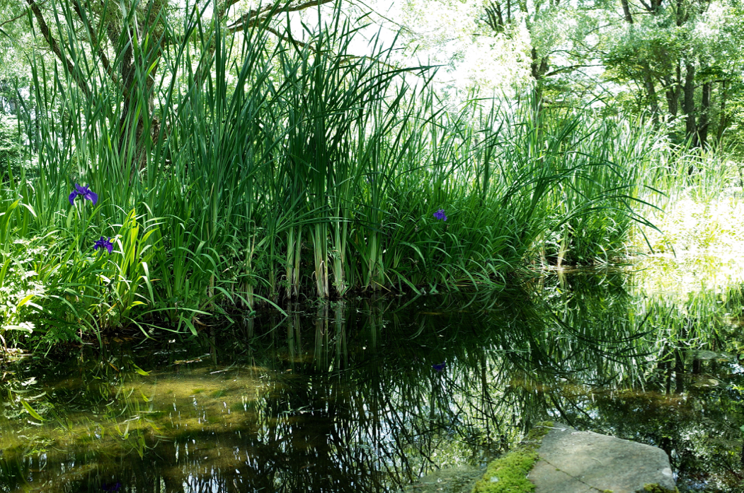 f:id:elmikamino:20180724110529j:image:w500