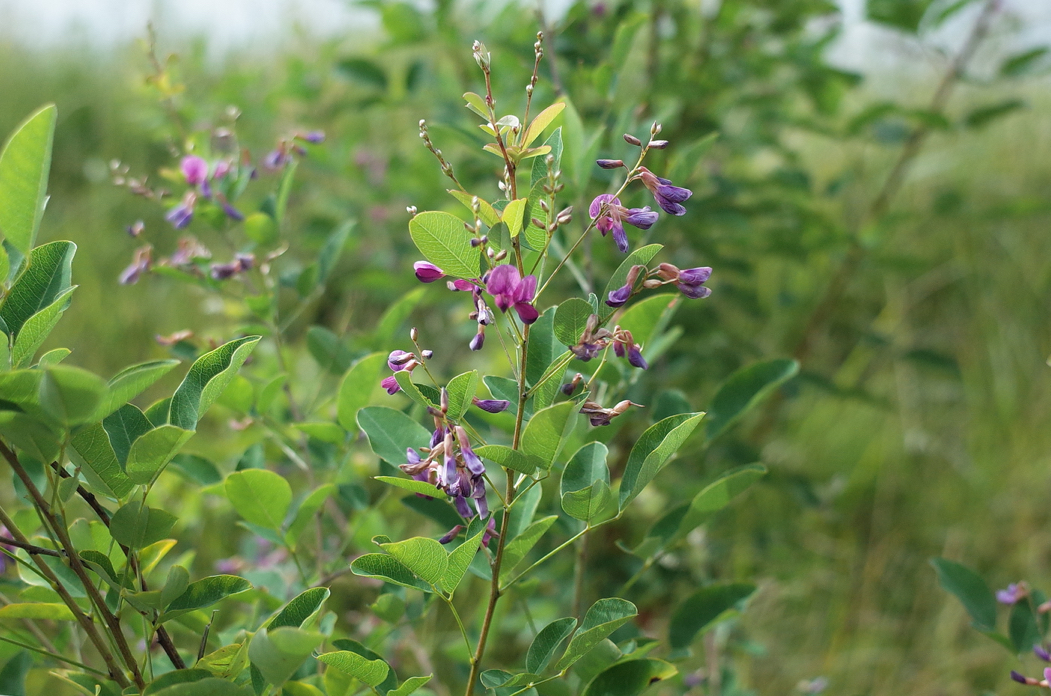 f:id:elmikamino:20180811140137j:image:w500