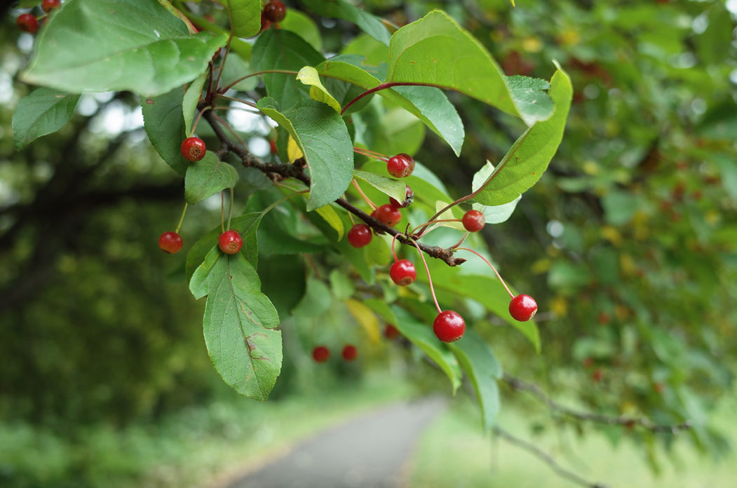 f:id:elmikamino:20181001112248j:image:w500