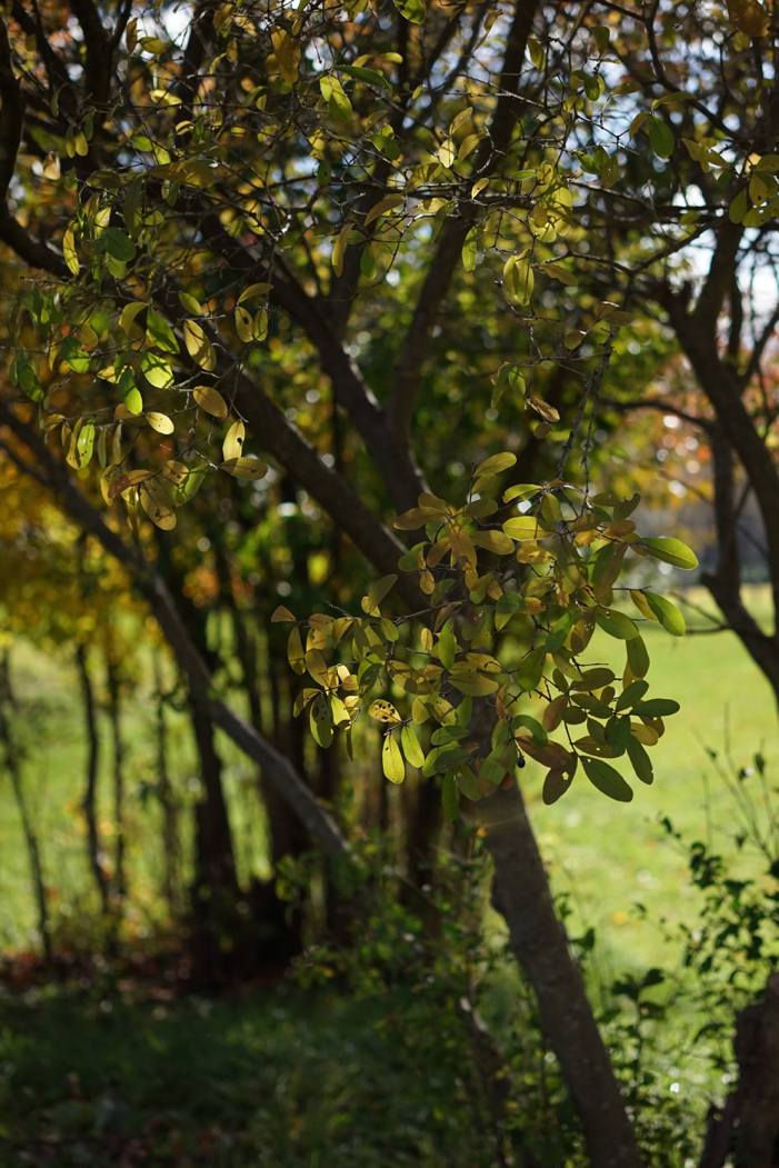 f:id:elmikamino:20181102110816j:image:h500