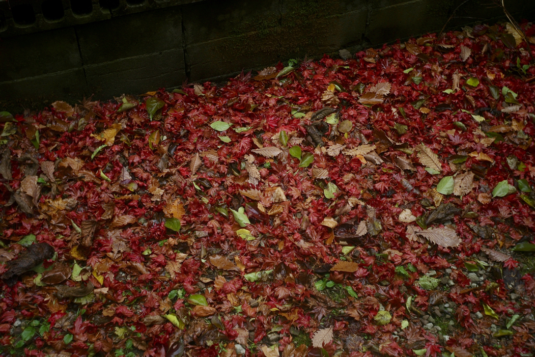 f:id:elmikamino:20181109144901j:image:w500