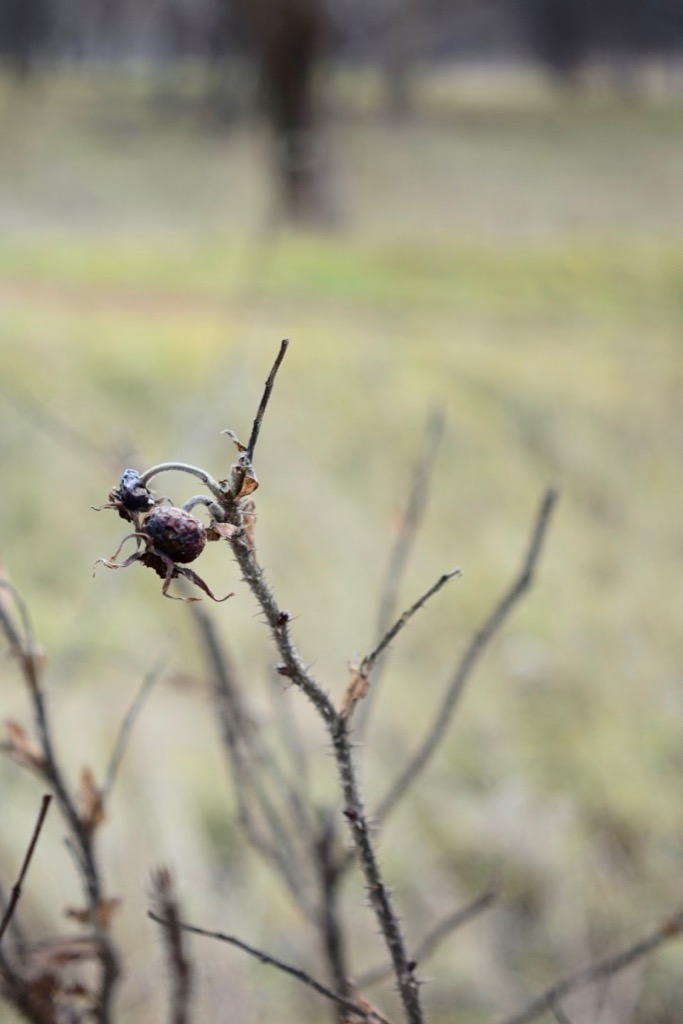 f:id:elmikamino:20181205102836j:image:h500