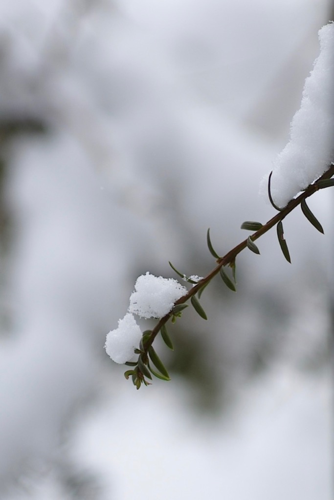 f:id:elmikamino:20181209110659j:image:h500