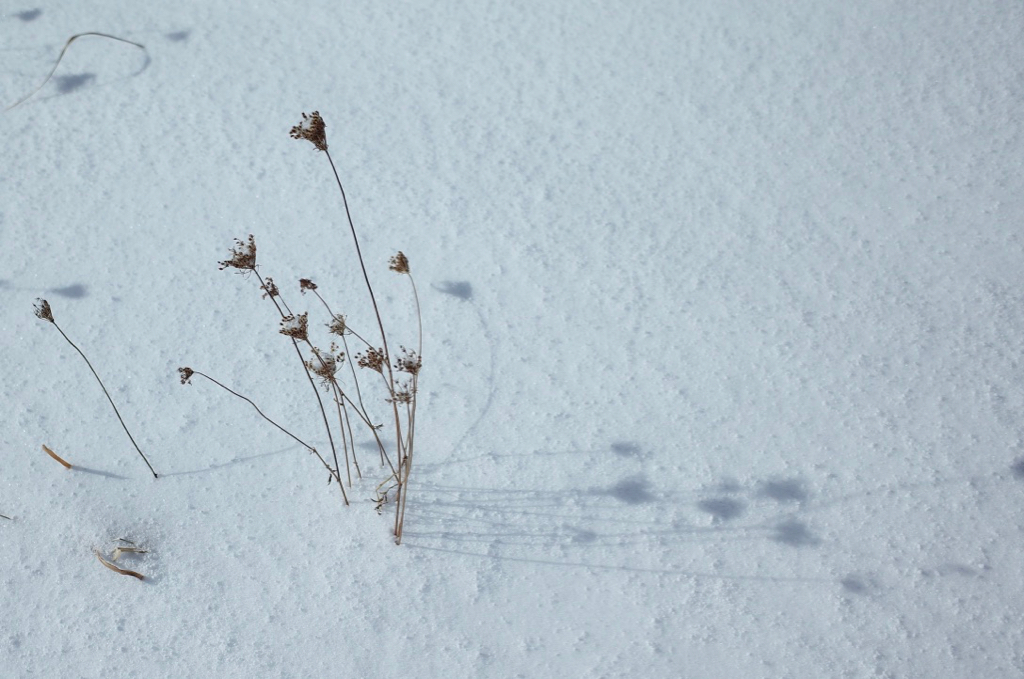 f:id:elmikamino:20181229104838j:image:w500