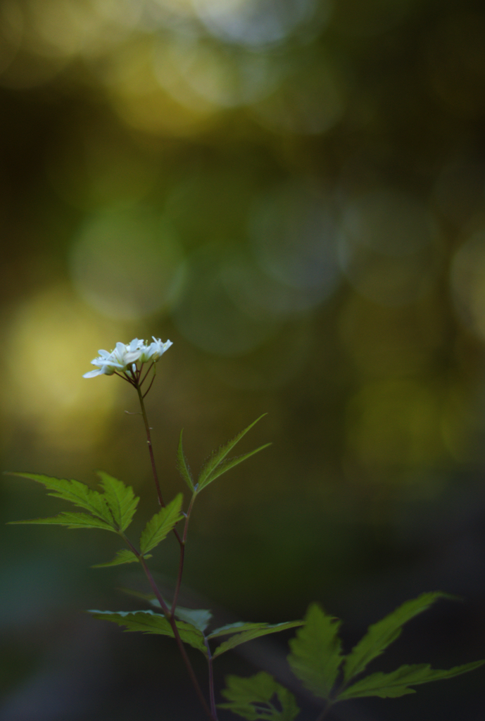 f:id:elmikamino:20210601121520j:plain