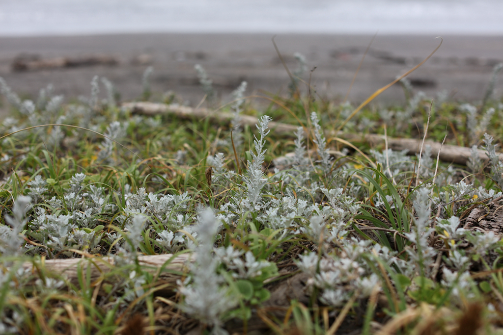 f:id:elmikamino:20210814113406j:plain