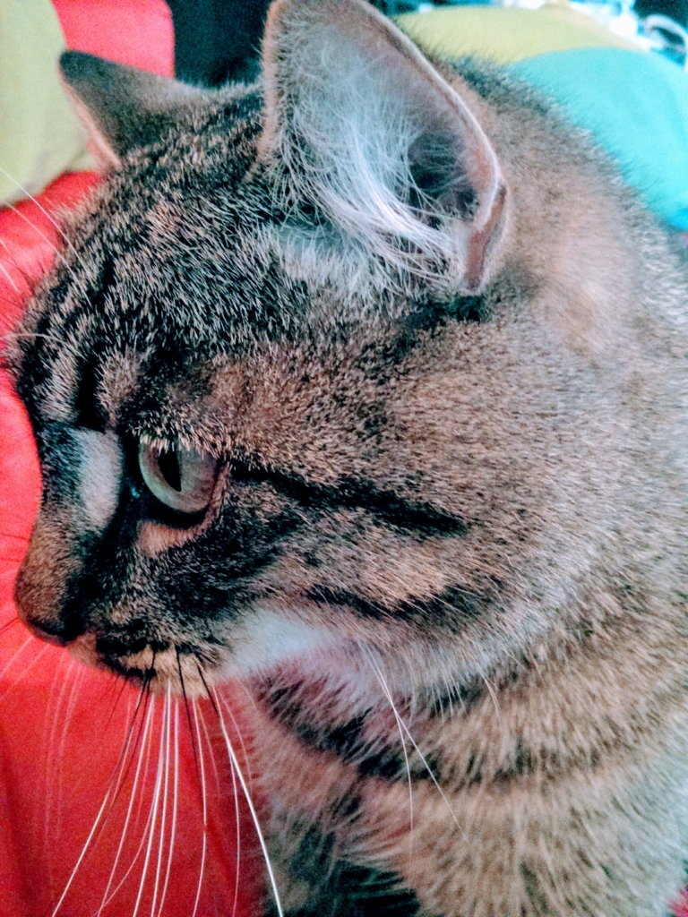 f:id:elsarrouvi:20180227035616j:plain