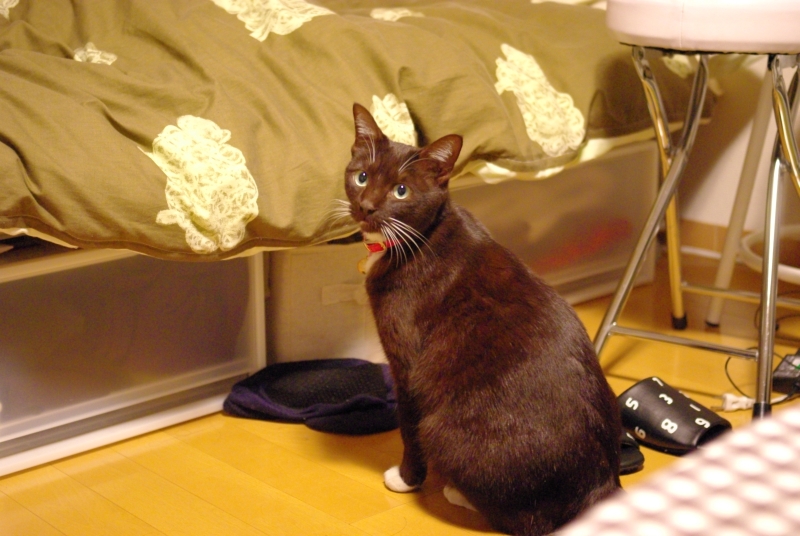 f:id:elseed:20100119032028j:image