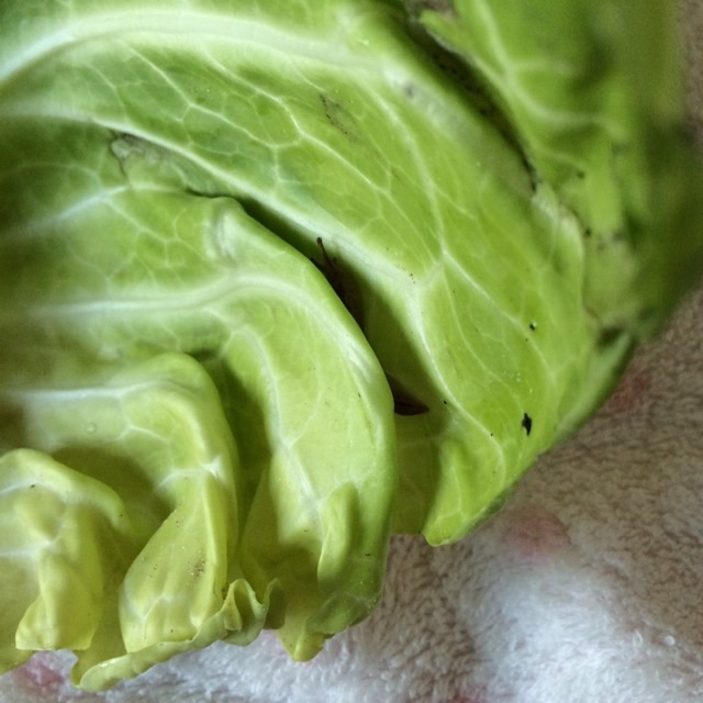 f:id:elve:20150219173430j:plain:w100