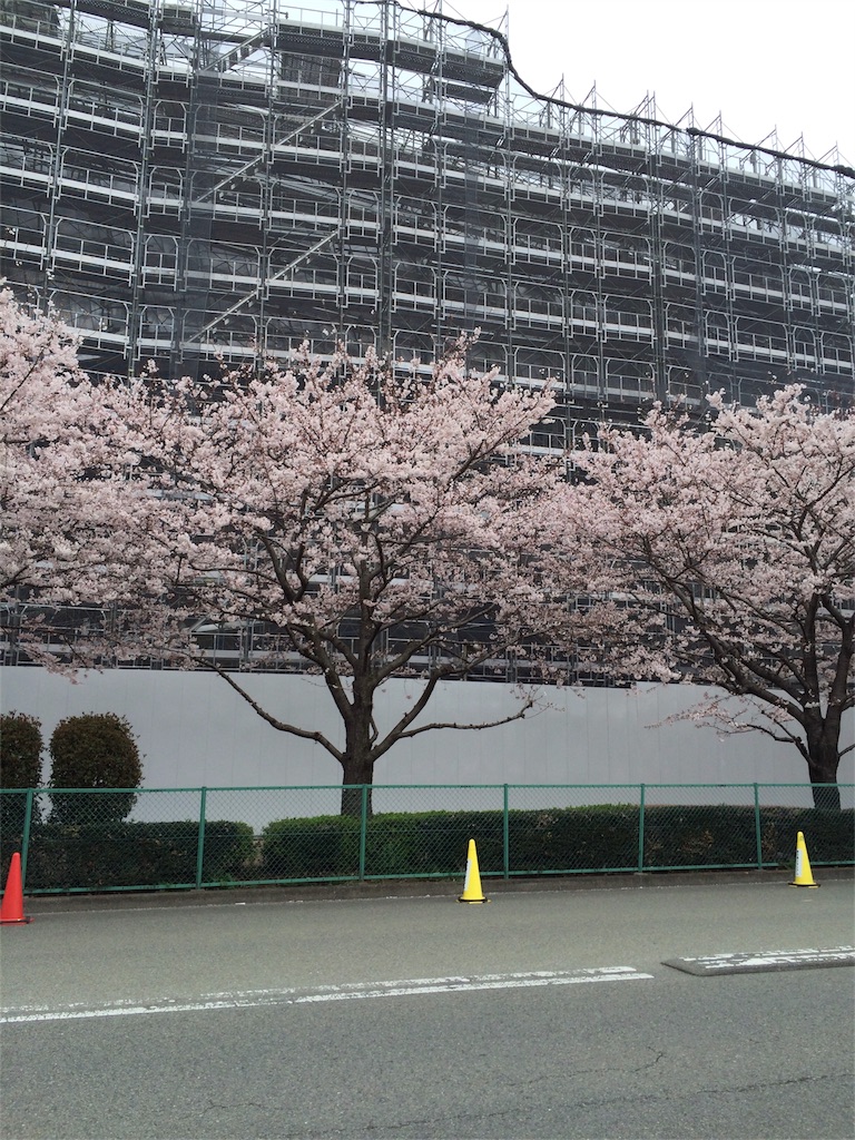 No.0848　味スタの桜