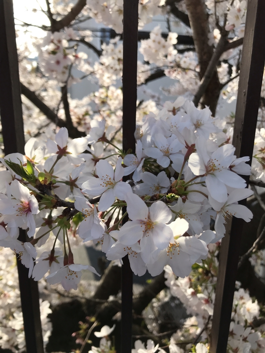 f:id:elve:20210328121211j:plain