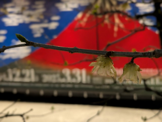 f:id:em378794:20250327223740j:image