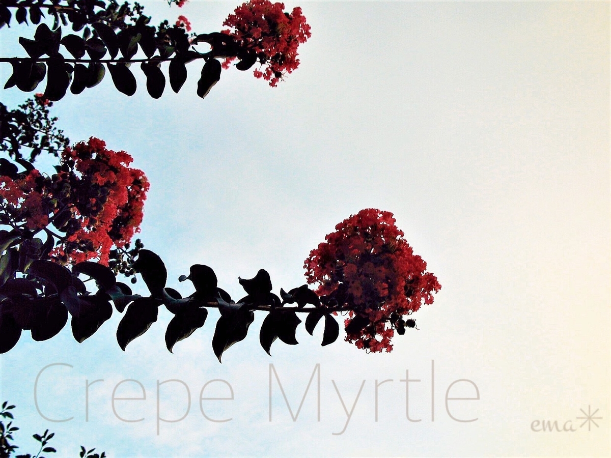 f:id:ema-s-life:20200830230709j:plain f:id:ema-s-life:20200830230709j:plain