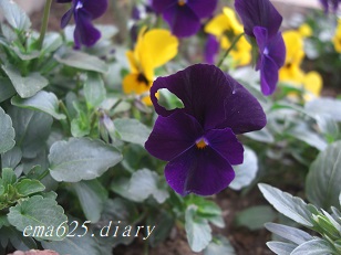 f:id:ema625:20181128105602j:plain f:id:ema625:20181128105602j:plain
